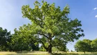 Ein großer Baum auf freier Fläche