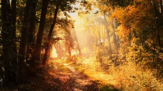 Hubertus: Der Heilige im Herbstwald