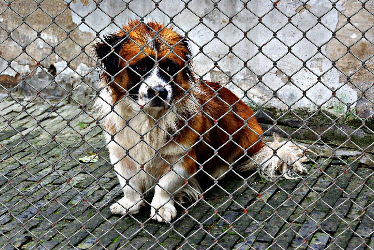 Welttierschutztag - Tierheime am Limit