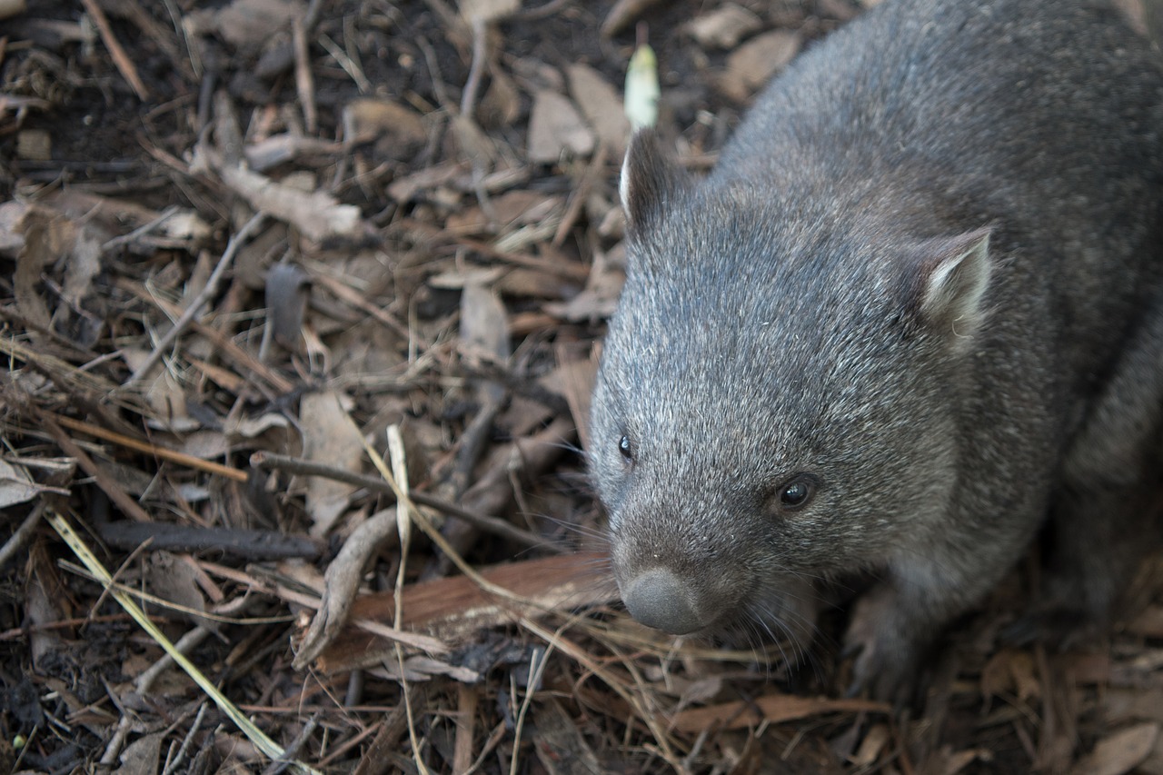 Wombat-Weisheiten…