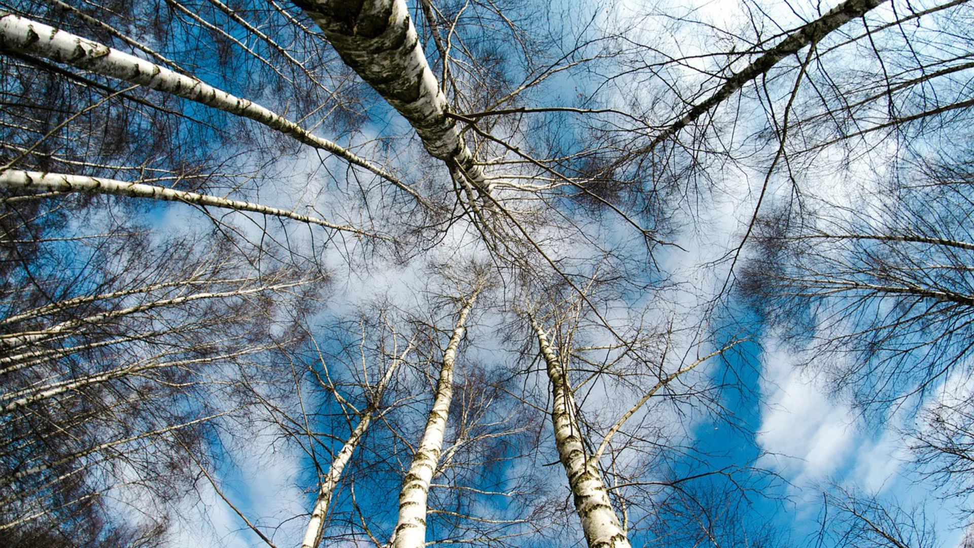 Eine Draufsicht auf hohe Birkenstämme, die sich in den Himmel strecken. Der klare, blaue Himmel ist mit weißen Wolken durchzogen. Die Birken haben helle Rinde und sind von dünnen Ästen umgeben, die gegen den Himmel ragen.