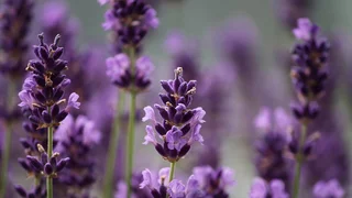 Silbermond: Die Mutigen